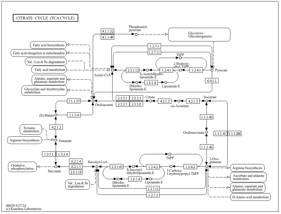 TCA cycle